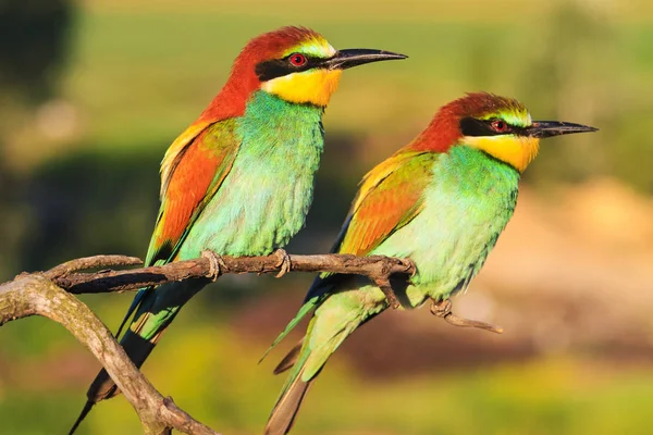 Pareja Aves Exóticas Una Hermosa Rama Vida Silvestre Colores Únicos —  Fotos de Stock