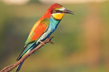 muhteşem bir kuş tüyü, yaban hayatı ve benzersiz anlar ile doğuda egzotik kuş
