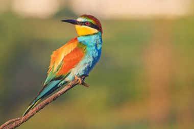 renkli kuş bir dalda oturur ve yan, yaban hayatı ve benzersiz anlar için görünüyor