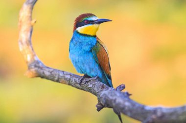 güneş ışığı, yaban hayatı ve benzersiz anlar egzotik eşarplı güzel kuş