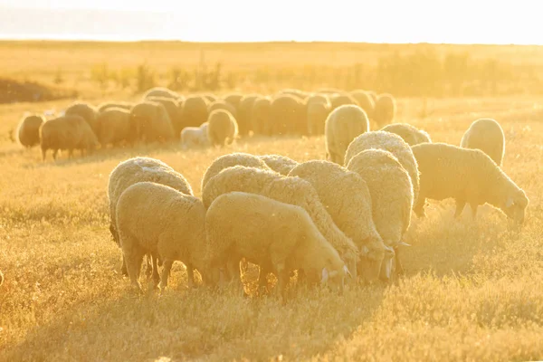 Ovinos são pastados ao pôr do sol — Fotografia de Stock