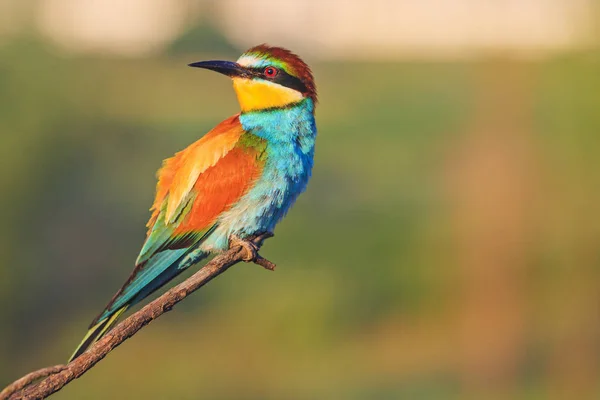 Farbenfroher Vogel Sitzt Auf Einem Ast Und Blickt Zur Seite — Stockfoto