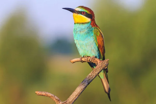 Vogel sitzt auf einem trockenen Ast — Stockfoto