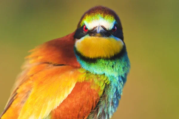 Cor zangada observação de pássaros — Fotografia de Stock