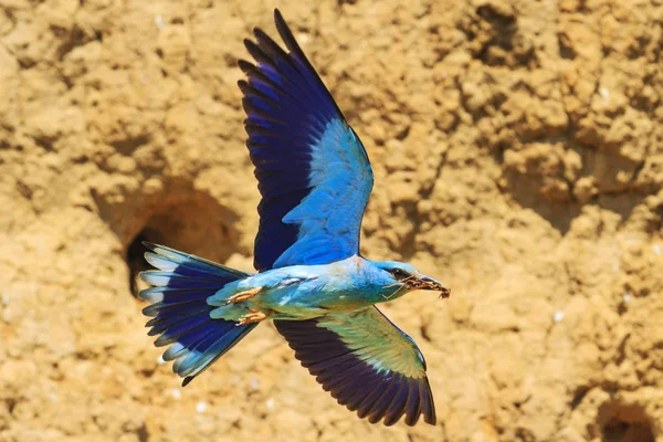 exotic bird in flight brings food for chicks, wildlife, and unique birds