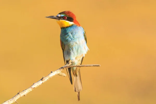 Színes madár, ami töltött sonhtsem — Stock Fotó