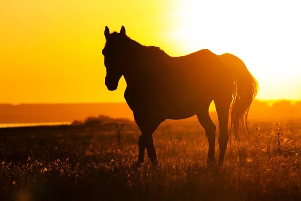 Silhouette Eines Pferdes Auf Dem Feld Bei Sonnenuntergang Bauernhof Und — Stockfoto