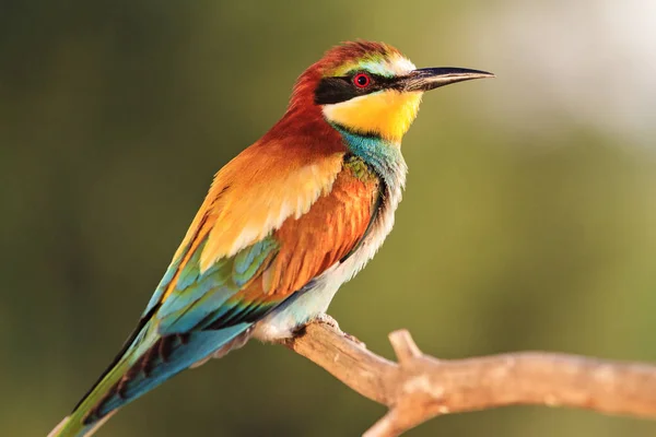 Exotisch gefärbter Vogel in den Sonnenstrahlen — Stockfoto