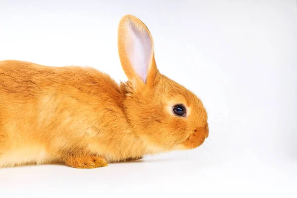 Czerwony Ładny Biały Królik Białym Tle Dzieci Cute Zdjęcia — Zdjęcie stockowe