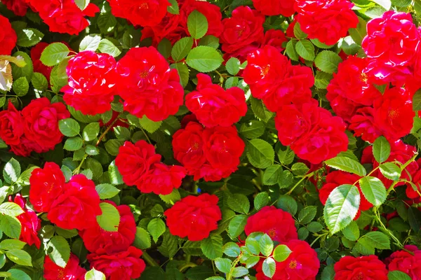 Rosas Rojas Hojas Verdes Como Impresiones Imprimibles Hermoso Jardín —  Fotos de Stock