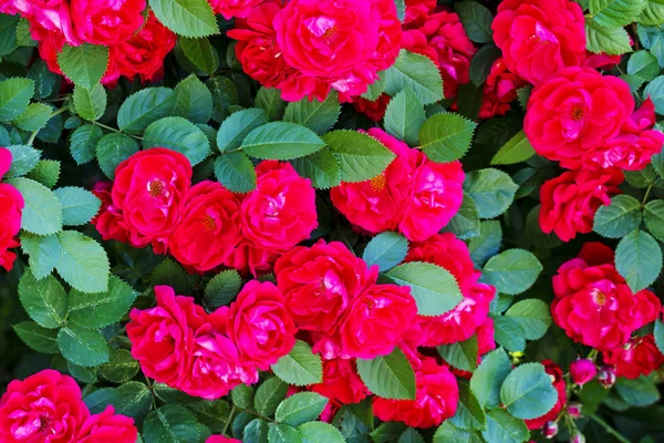 Hermosa textura de color con rosas rojas —  Fotos de Stock