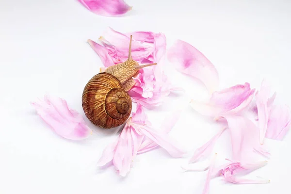 달팽이 화장품 관리에 분홍색 — 스톡 사진