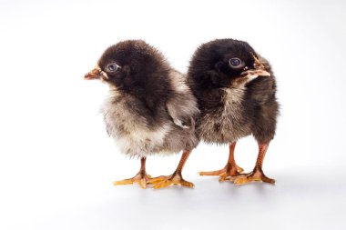 İki kız beyaz bir arka plan, çiftlik ve Evcil hayvan izole