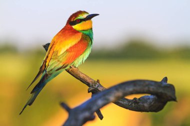 Yabani kuş dal desenleri, yaban hayatı ile oturan