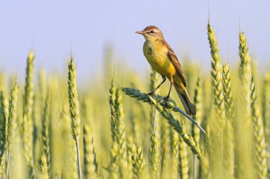 Hasat oturan buğday Başak, yaban hayatı, Batı sarı Kuyruksallayan kuş simgeler