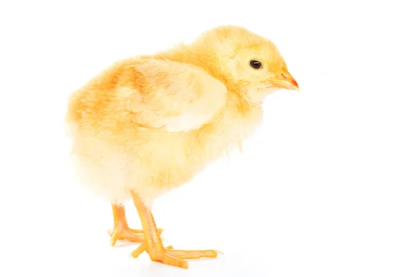 Beyaz arkaplanda izole edilmiş tavuk — Stok fotoğraf