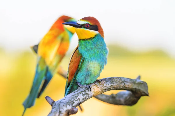 Exotische Vögel Sitzen Auf Einem Ast Mit Mustern — Stockfoto