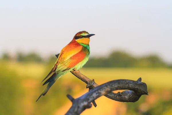 Belo Pássaro Sentado Galho Com Padrões Vida Selvagem — Fotografia de Stock