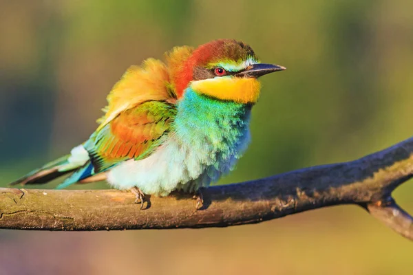 Belo pássaro selvagem com penas coloridas — Fotografia de Stock