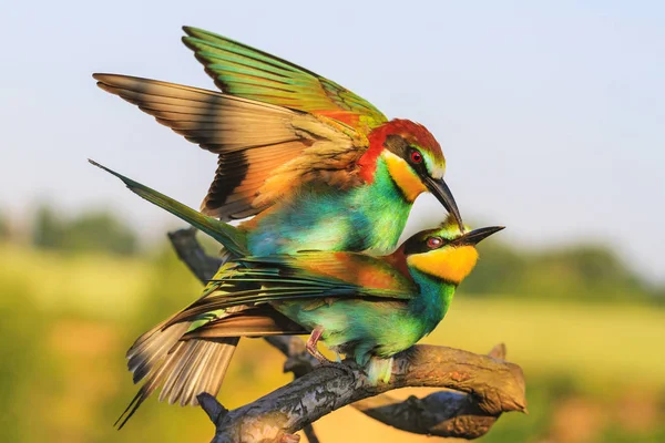 Любов у екзотичних кольорових птахів — стокове фото