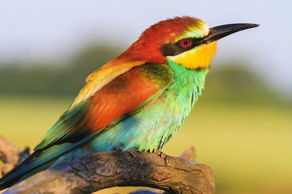 Lindo Pássaro Selvagem Senta Tronco Com Runas Vida Selvagem — Fotografia de Stock