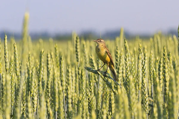 Yabani kuş buğday arasında oturan