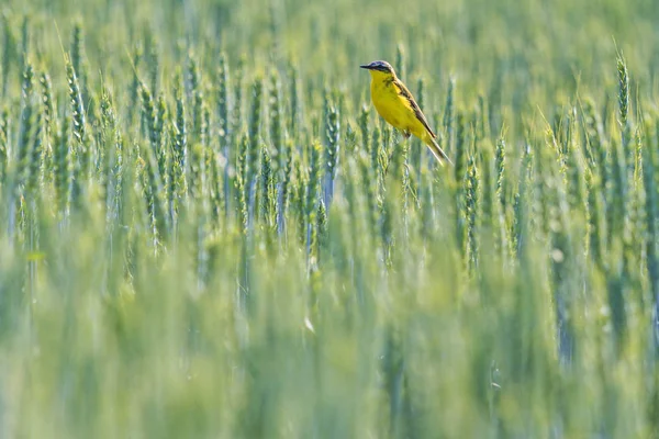 Sarı kuş arasında yeşil buğday oturan — Stok fotoğraf