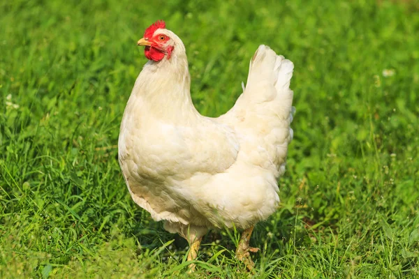 Frango branco na grama brilhante verde — Fotografia de Stock