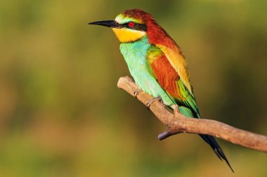 kırmızı gözleri, yaban hayatı, benzersiz çerçeveler ile renkli egzotik kuş