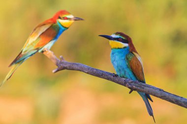 oturma kuru bir dal, yaban hayatı, benzersiz kare bee-eaters çifti