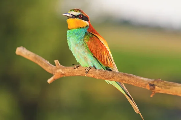 Magnifique Oiseau Sauvage Coloré Faune Cadres Uniques — Photo