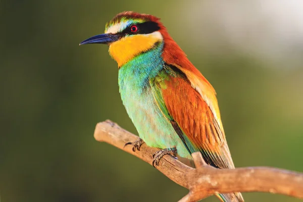 Aves Exóticas Sentadas Una Rama Seca Vida Silvestre Marcos Únicos —  Fotos de Stock