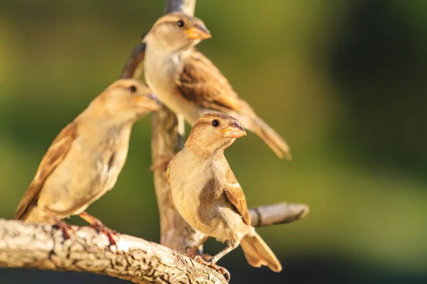 Three Birds Sit Branch Wildlife Unique Frames — Stock Photo, Image