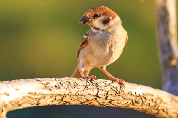 Wild bird sitting on a run with a branch — Stock Photo, Image