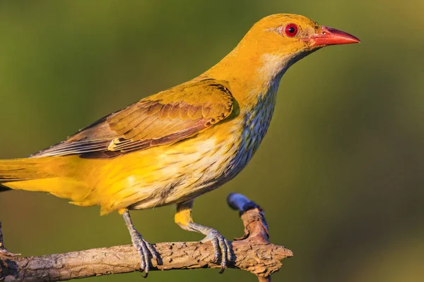 yellow exotic bird with red beak