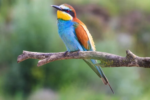 Colorido Pájaro Exótico Entre Hierba Verde Aves Exóticas Naturaleza Salvaje —  Fotos de Stock