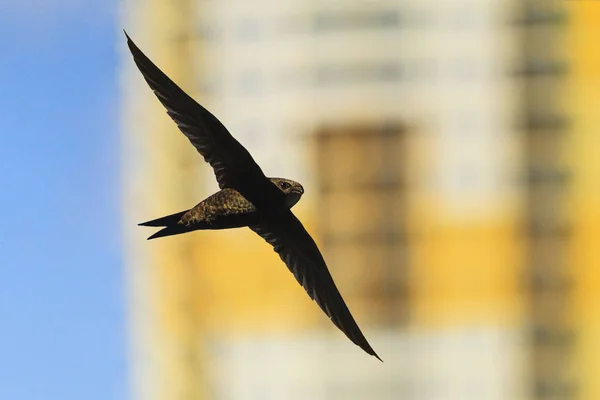 Swift Мухи Тлі Висотних Будівництво Екзотичні Птахи Дика Природа — стокове фото