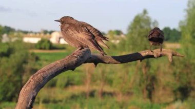 Sığırcık bir şube, egzotik kuşlar vahşi doğa oturan bir şube/sürüsü oturan sığırcık sürüsü