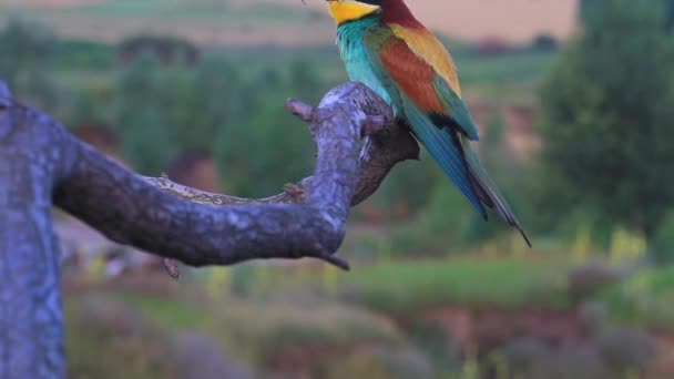 Egzotyczny Ptak Siedzący Suchej Gałęzi — Wideo stockowe