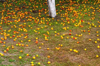 kayısı ağacı ve yalan yere, meyve ve yeni bir ürün üzerinde kırpma