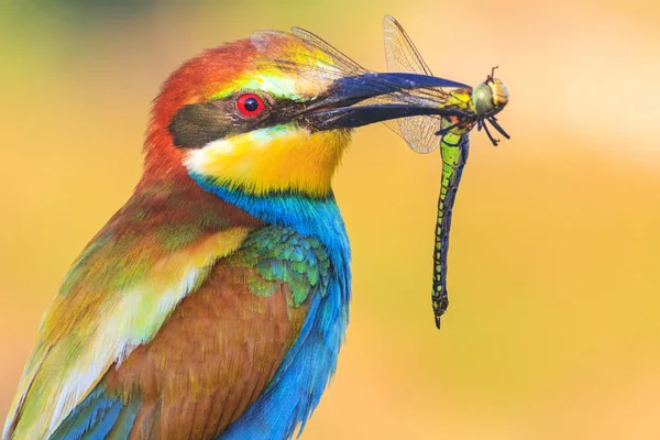 exotic bird holds an exotic insect in a beak, wildlife and animals