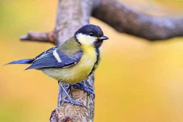 Jungvogel Sitzt Sommermorgen Auf Einem Ast Wildtiere Tiere Kohlmeisen — Stockfoto