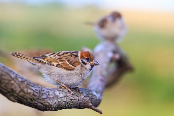 Sparrows Sitting Beautiful Branch Wildlife Animals — Stock Photo, Image