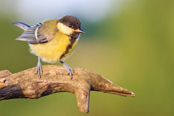 Piccolo Bellissimo Uccello Siede Ramo Fauna Selvatica Animali — Foto Stock