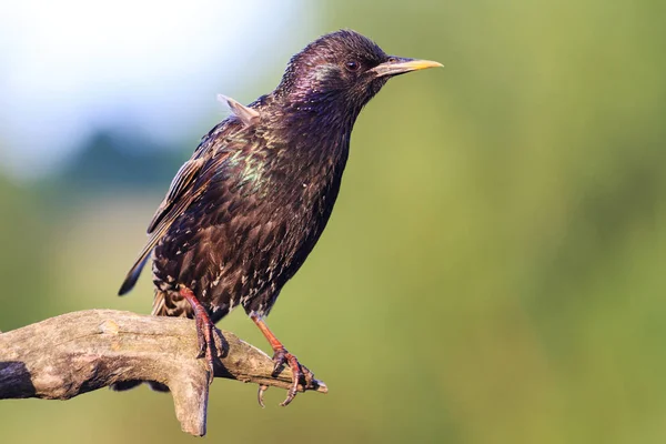 Starling Est Assis Sur Une Branche Matin Été Faune Les — Photo