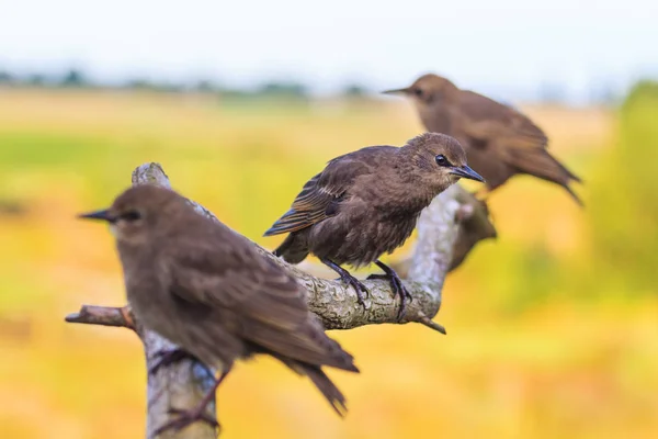 Young Starlings Sitting Branch Wildlife Animals — Stock Photo, Image