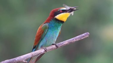 Bee-Eaters yusufçuk yakaladı ve yiyor