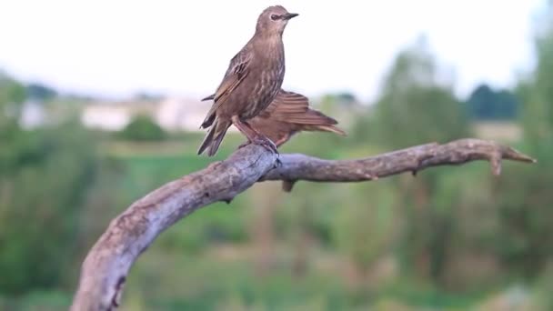 Vogels springen over de droge tak — Stockvideo