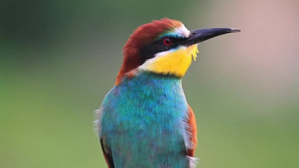 Färgglada vilda fågel med en nyfiken titt — Stockvideo