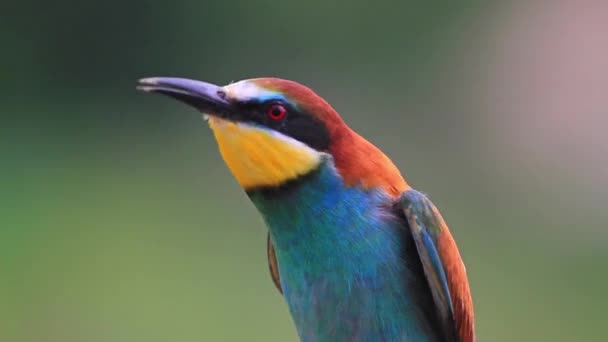 Exotische vogel zingt een lied — Stockvideo